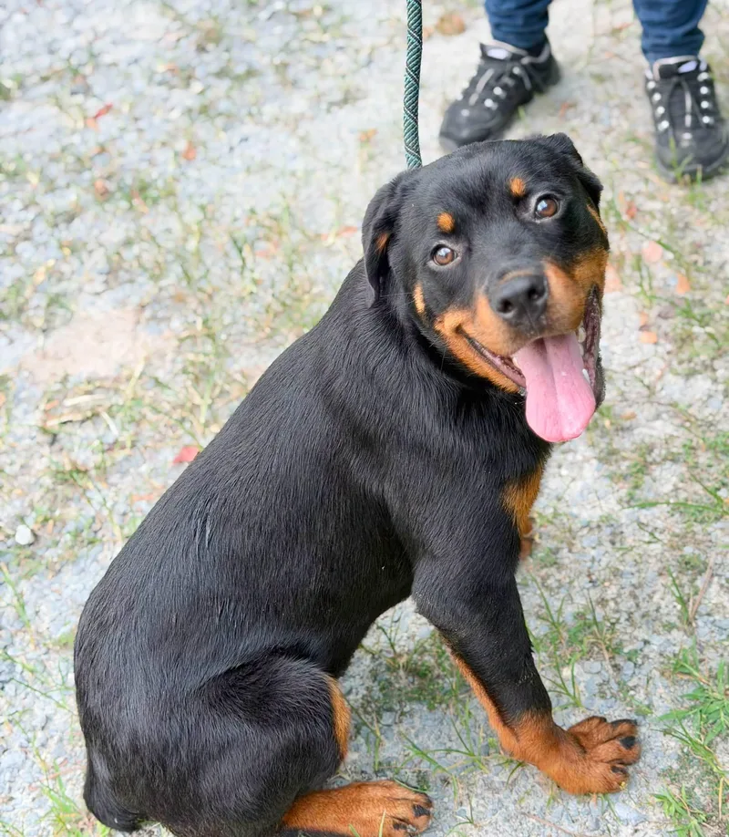 An adult medium-sized female Rottweiler dog named Tuxie for adoption in Elizabethtown, NC