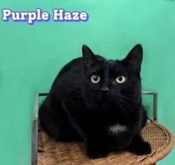 An adult medium-sized female Domestic Short Hair cat named Purple Haze for adoption in Franklin, TN