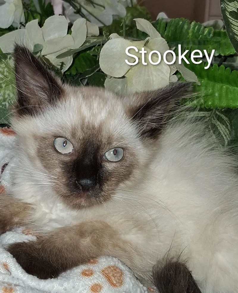A baby medium-sized female Chocolate Point Domestic Medium Hair cat named Stookey for adoption in Redondo Beach, CA