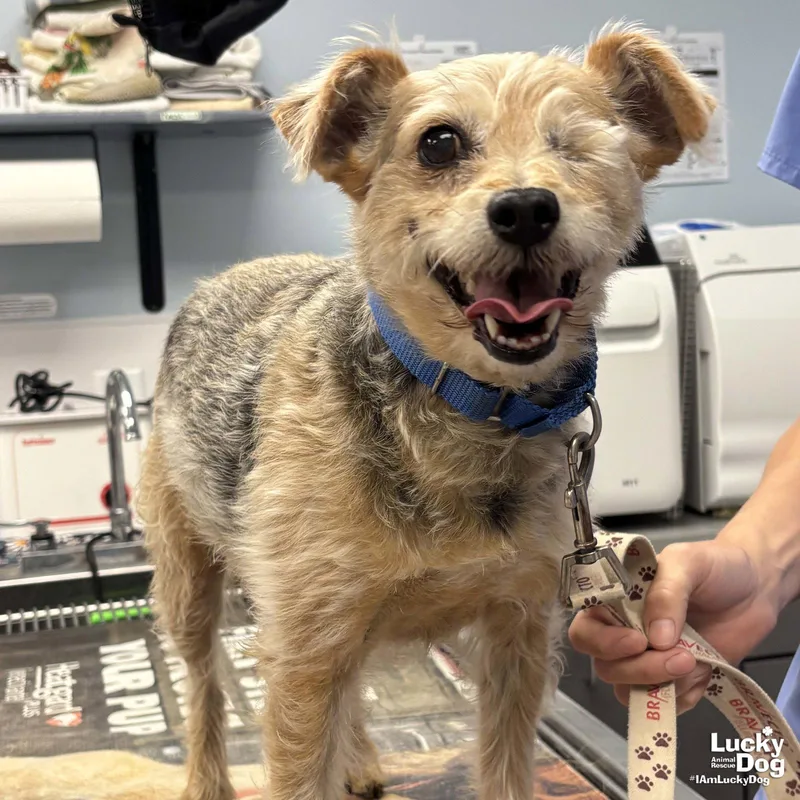 A senior small-sized female Wire Fox Terrier dog named Macey for adoption in Washington, DC