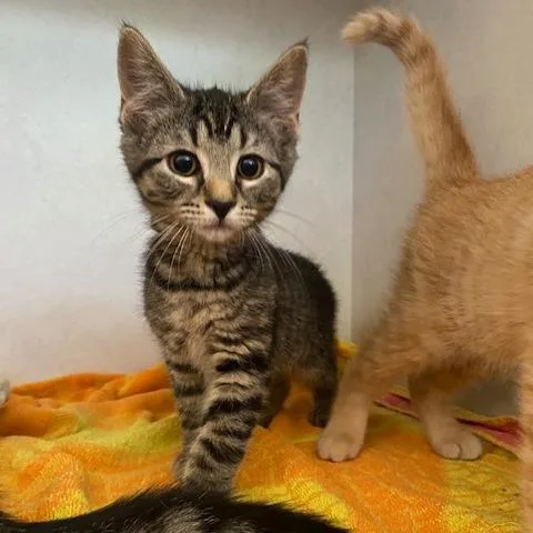 A baby small-sized female Brown / Chocolate Domestic Short Hair cat named Lucy for adoption in Dayton, OH