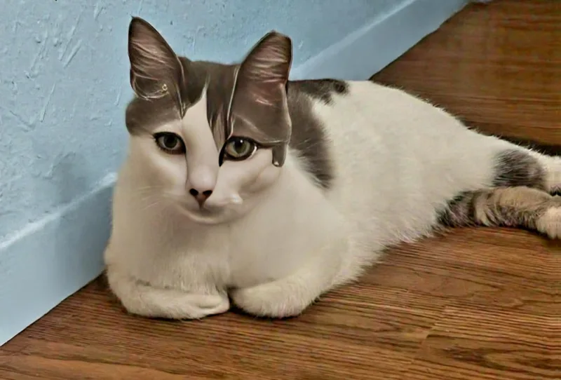 A baby medium-sized female Gray & White Domestic Short Hair cat named Rose for adoption in Houston, TX