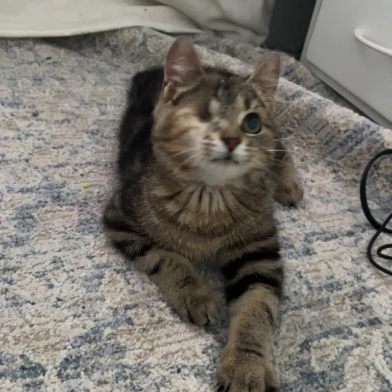 A baby small-sized male Brown / Chocolate Domestic Medium Hair cat named Ollie for adoption in Bel Air, MD