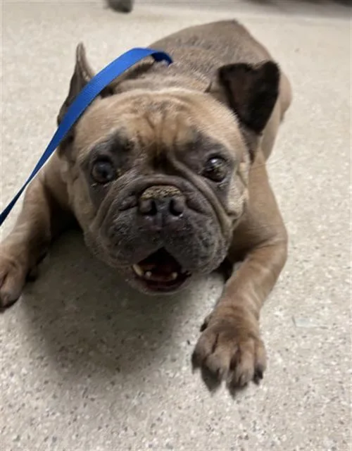 A young small-sized female French Bulldog dog named Fiona for adoption in Bakersfield, CA