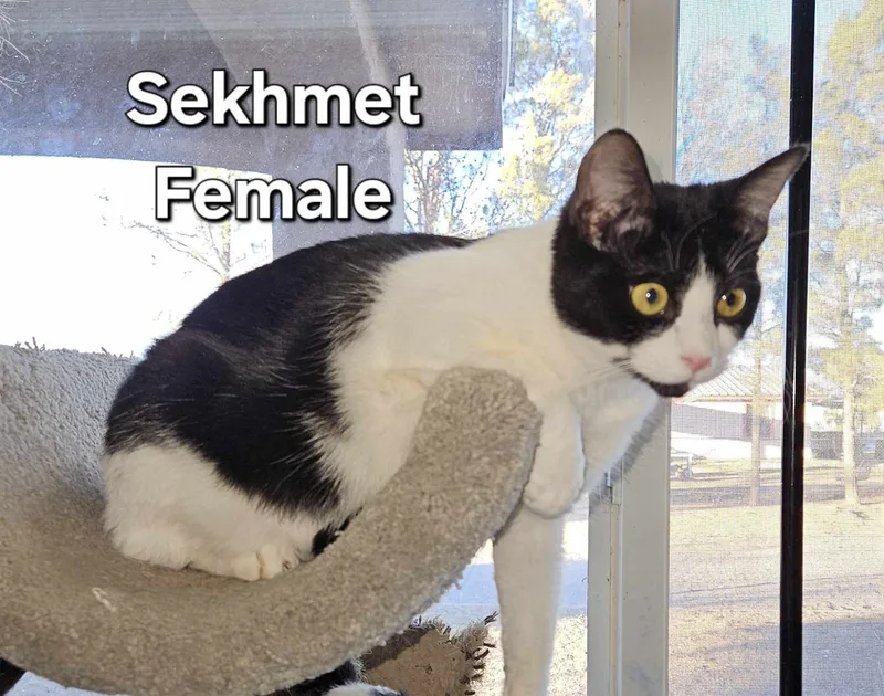 Sekhmet thumbnail 2