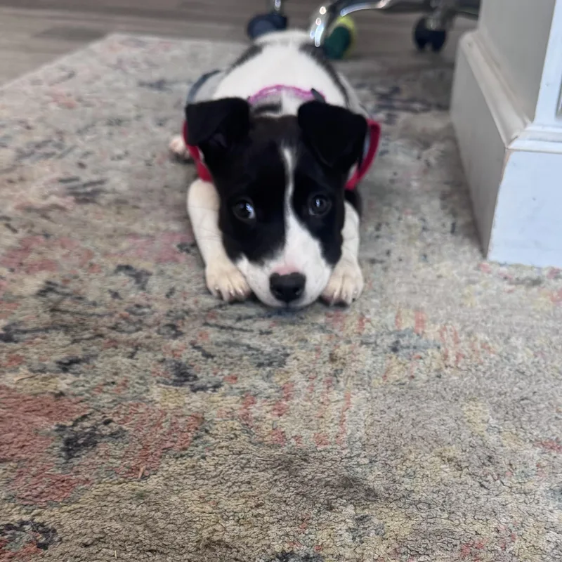 Dixie