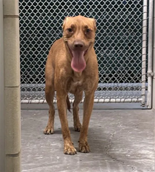 A young medium-sized female Vizsla dog named Lady for adoption in Corpus Christi, TX