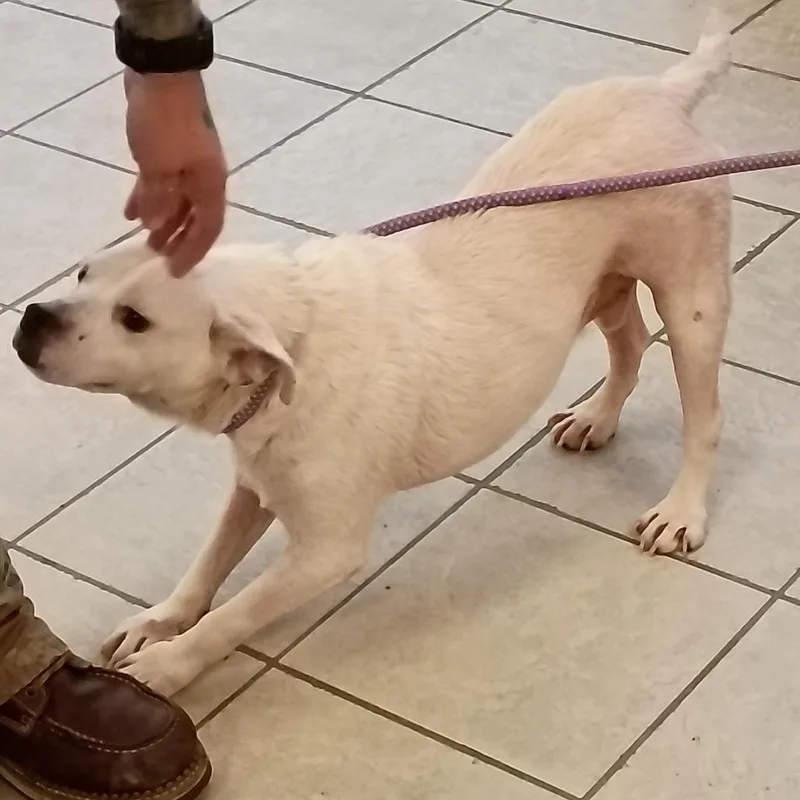 A young medium-sized male White / Cream Mixed Breed dog named StrayManchesterExpressway for adoption in Columbus, GA