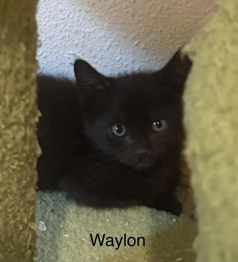 A baby medium-sized male Black Domestic Short Hair cat named Waylon for adoption in Maple Valley, WA