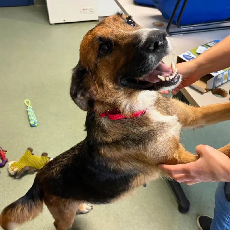 An adult medium-sized female Hound dog named Linda for adoption in Batavia, OH