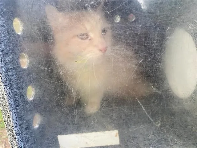 An adult medium-sized male Domestic Short Hair cat named Sparky for adoption in Garland, TX