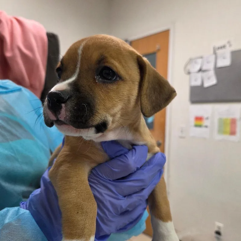 A baby small-sized female Brown / Chocolate Mixed Breed dog named Elspeth for adoption in Charleston, WV