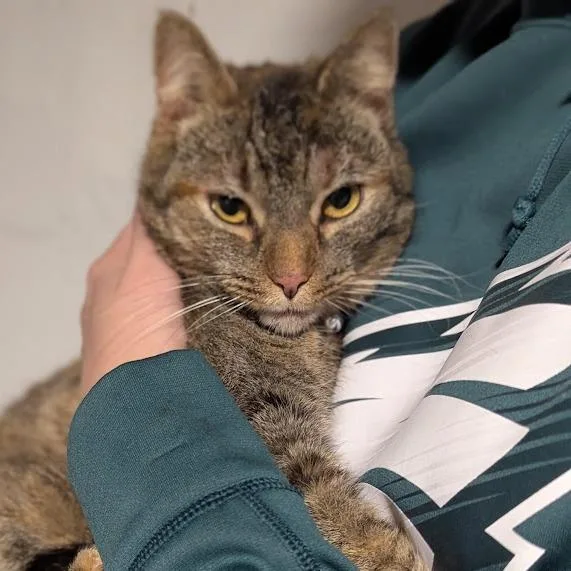 An adult small-sized female Torbie Domestic Short Hair cat named Cortado for adoption in Johnstown, PA
