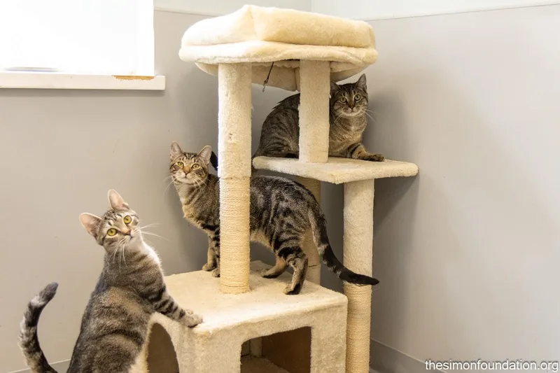 Gamer Litter thumbnail 2