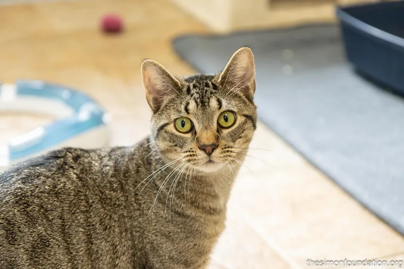 Gamer Litter thumbnail 3