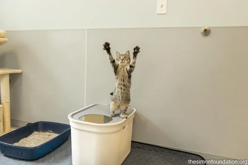 Gamer Litter thumbnail 4