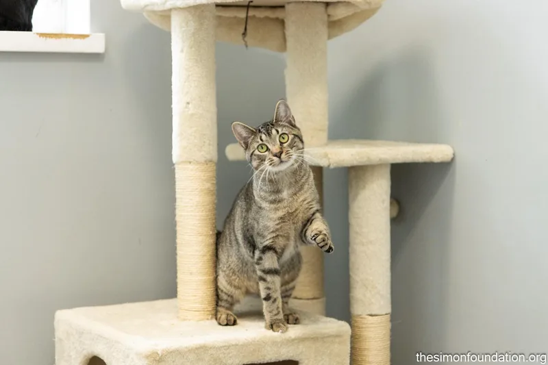 Gamer Litter thumbnail 5