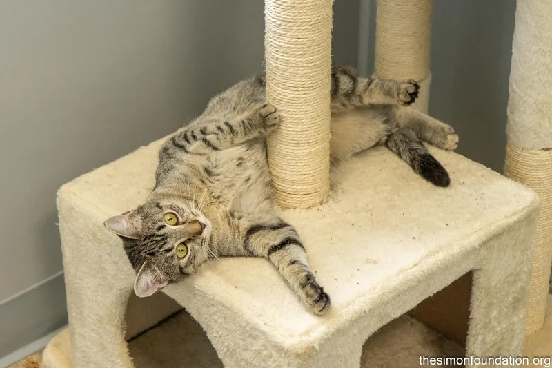 Gamer Litter thumbnail 6