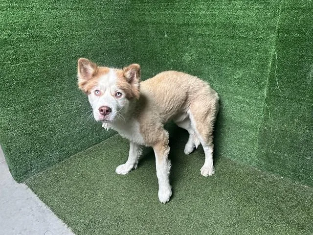 An adult large-sized male Siberian Husky dog named Austin for adoption in Lancaster, CA