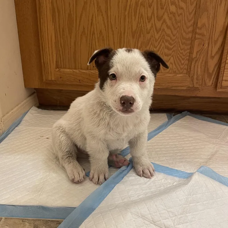 A baby medium-sized male White / Cream Mixed Breed dog named Acorn for adoption in Tacoma, WA