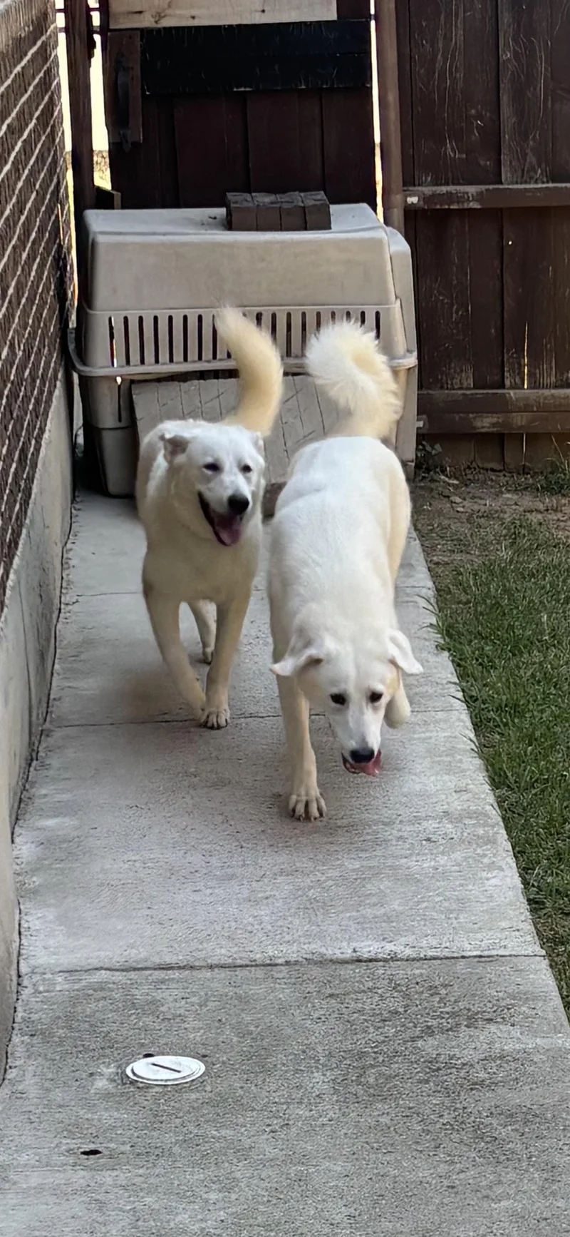 Prisa and Nala. Bonded thumbnail 2