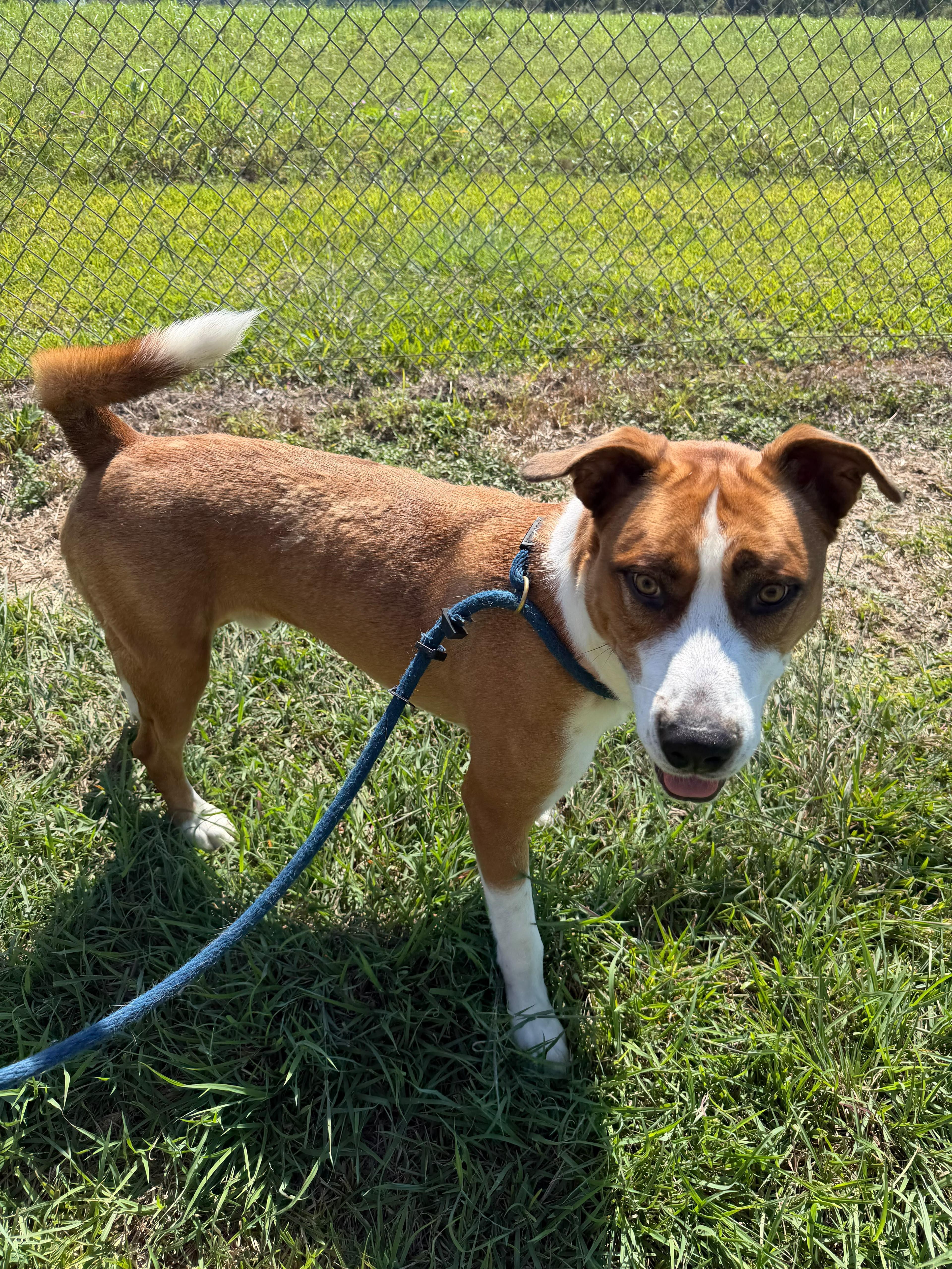 A young medium-sized male Shepherd dog named Cheddar for adoption in Houston, TX