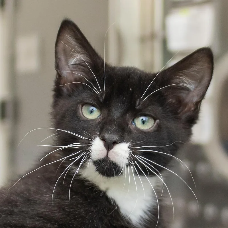 A baby small-sized male Black Domestic Short Hair cat named Snorkle for adoption in Middletown, RI