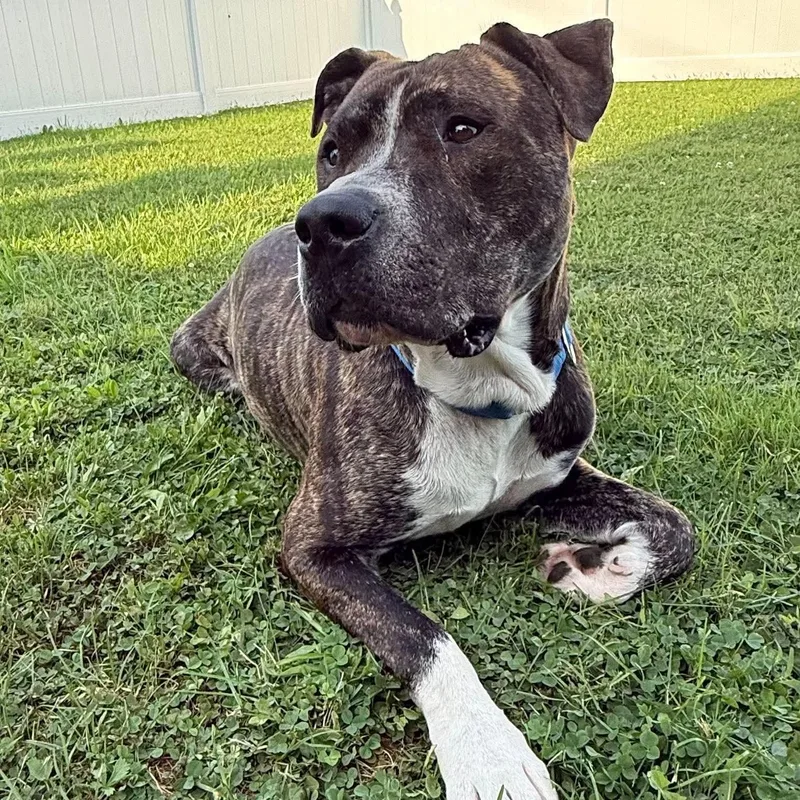 A young medium-sized male Pit Bull Terrier dog named Roscoe for adoption in Brockport, NY