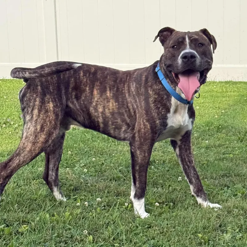 Roscoe thumbnail 2