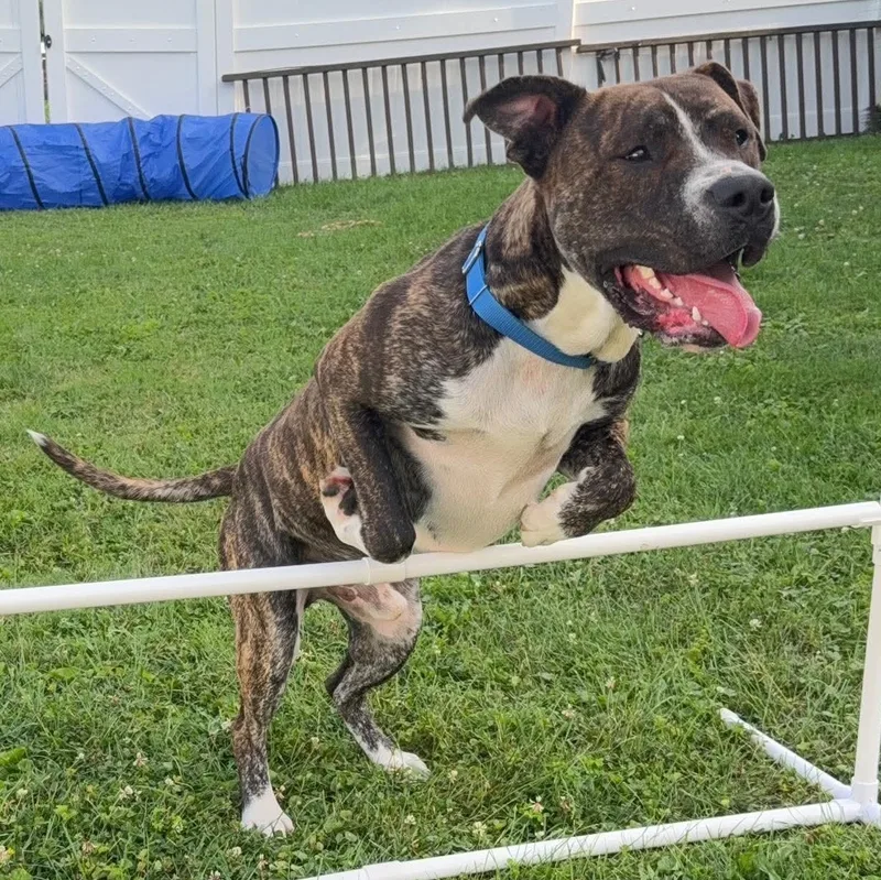 Roscoe thumbnail 5
