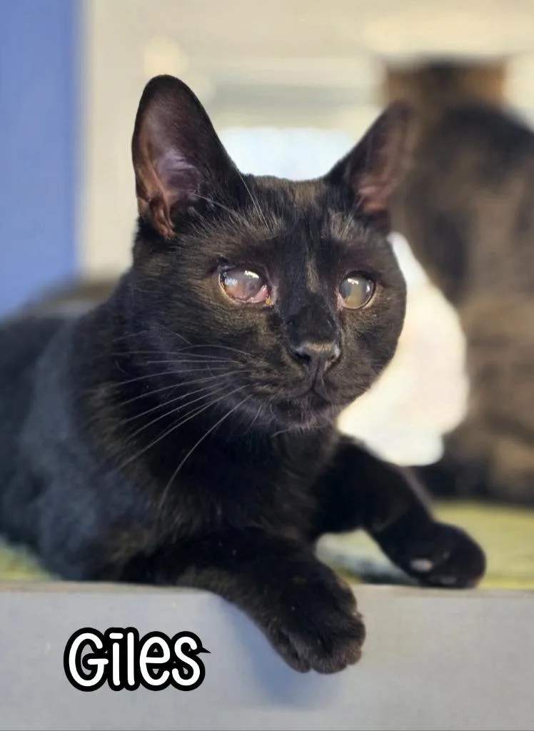 Giles thumbnail 2