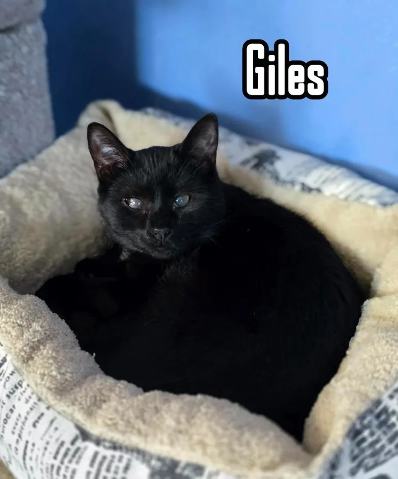 Giles thumbnail 5