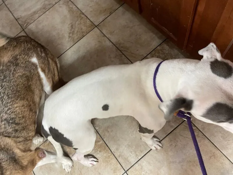 An adult large-sized male White / Cream Mixed Breed dog named Bread Pitt for adoption in Cincinnati, OH