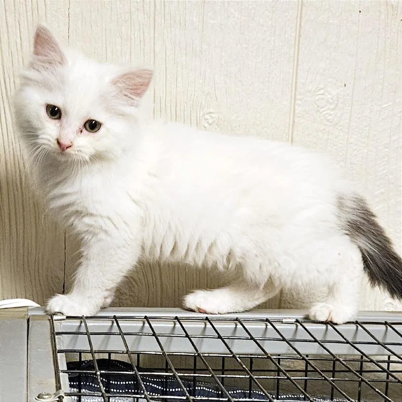 A baby small-sized female White Domestic Long Hair cat named Brush Buddy for adoption in Clarksville, AR