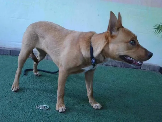 A young medium-sized female Australian Kelpie dog named Kate for adoption in Baldwin Park, CA