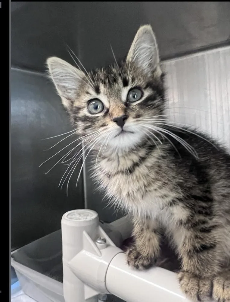 A baby medium-sized male Domestic Short Hair cat named Ferris for adoption in Lafayette, CO