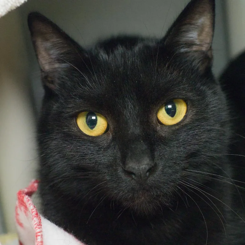 A young medium-sized male Domestic Short Hair cat named Fred for adoption in Shoreline, WA