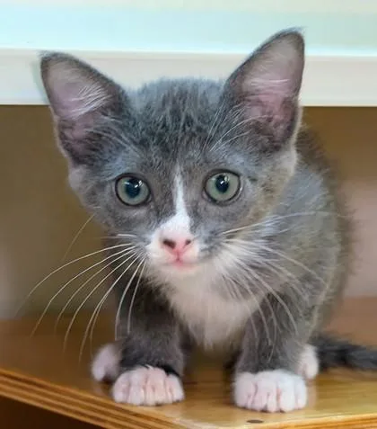 A baby small-sized female Domestic Short Hair cat named Odessa for adoption in Bellevue, WA