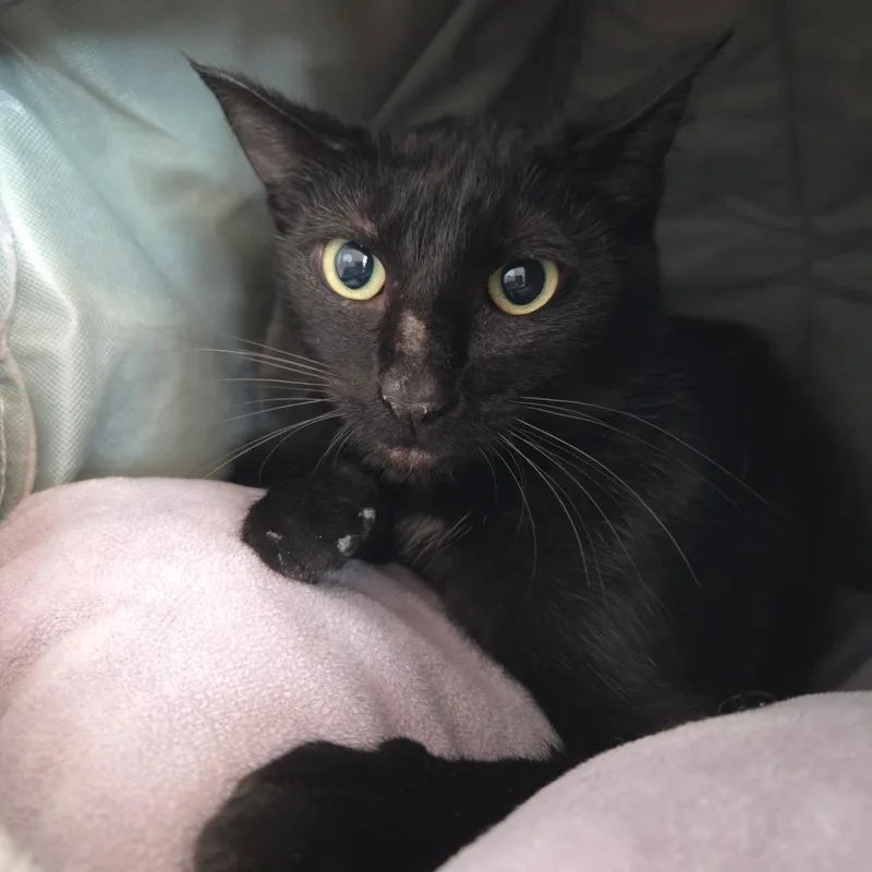 A young medium-sized female Black Domestic Short Hair cat named Slinky for adoption in Bentonville, AR