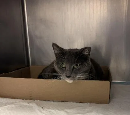 An adult medium-sized female Gray & White Domestic Short Hair cat named Dana for adoption in Lafayette, IN