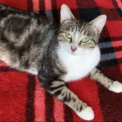 A young medium-sized female Tabby (Gray / Blue / Silver) Domestic Short Hair cat named Moira Rose for adoption in Liverpool, TX