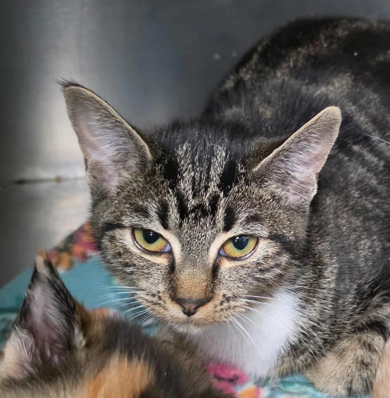 A young medium-sized female Domestic Short Hair cat named Drivethru for adoption in Rome, GA