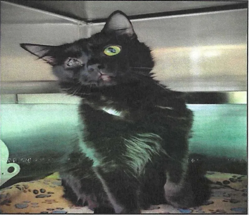 An adult small-sized male Domestic Medium Hair cat named Slim Shady for adoption in Los Angeles, CA