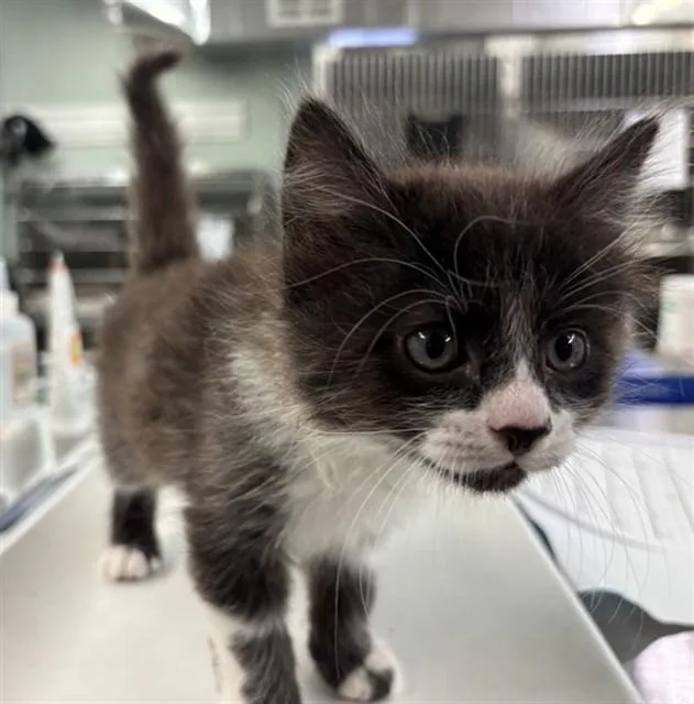 A baby small-sized male Domestic Medium Hair cat named Billy Goat for adoption in Rancho Cucamonga, CA