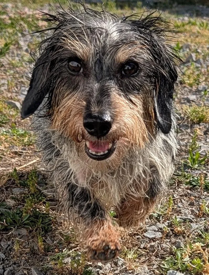 An adult small-sized female Black Dachshund dog named Poppy In Tn for adoption in Shelbyville, TN