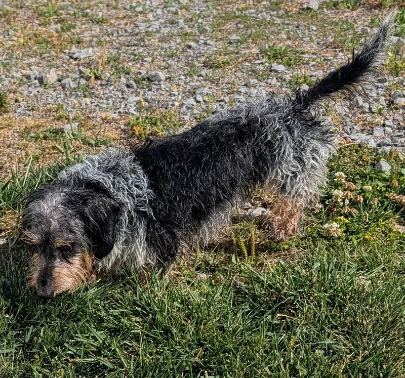 Poppy In Tn thumbnail 4