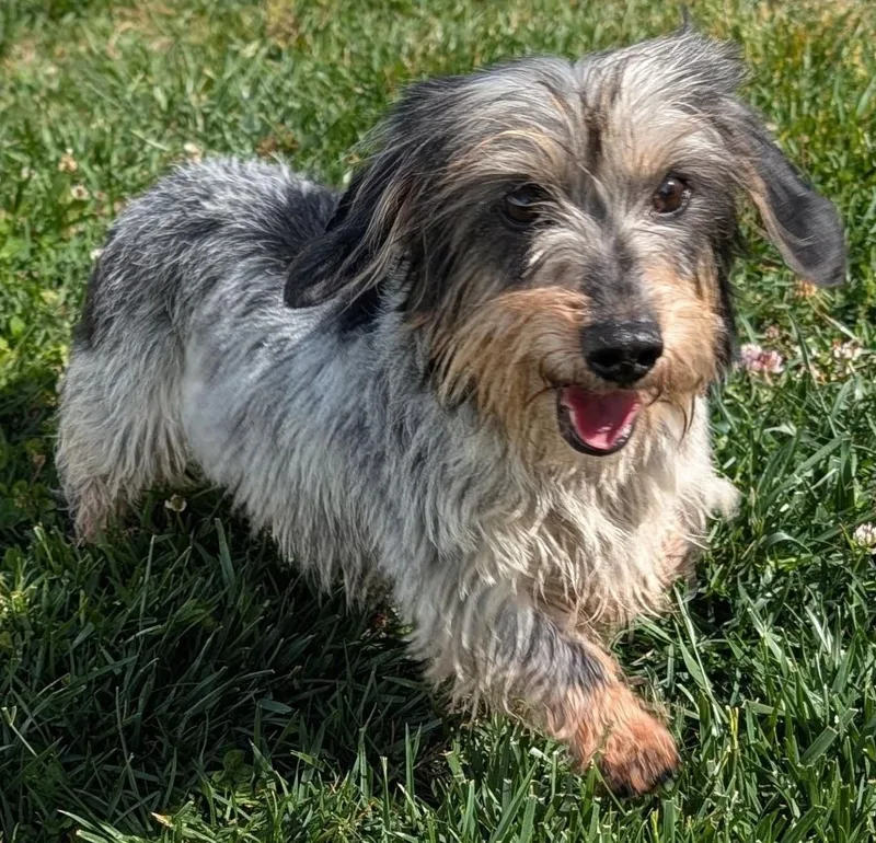 Poppy In Tn thumbnail 5