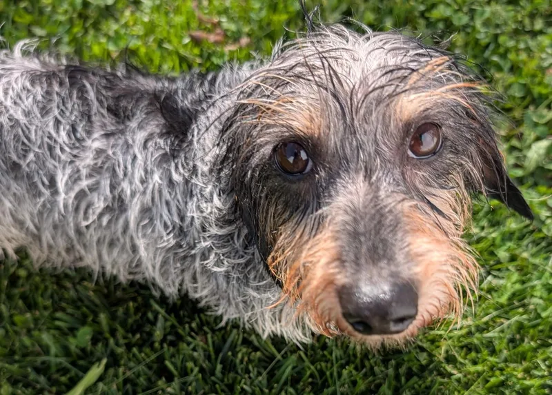 Poppy In Tn thumbnail 6