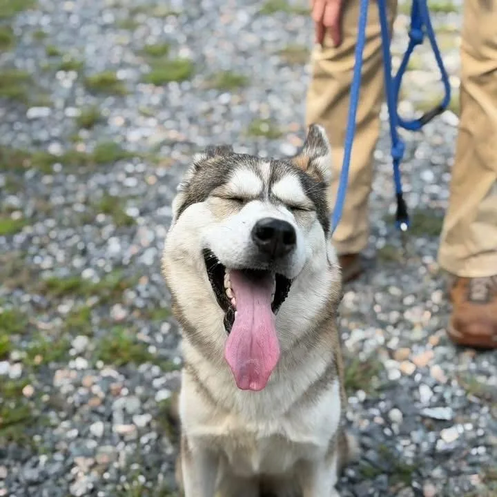 A young medium-sized female Husky dog named Veruca for adoption in Gloucester, VA