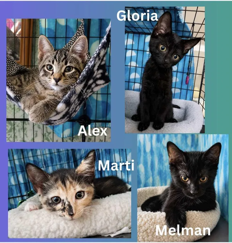 A baby small-sized male Black Domestic Short Hair cat named Melman  Madagascar Crew for adoption in Spring Branch, TX